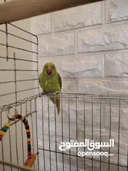  13 جوز ببغاء درة أليف نثى هندي عمرها 3 سنوات تقريبا،ذكر افريقي سنتين ونص تقريبا مع قفصين حجم كبير
