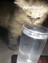  13 قطة أنثى (كتنز )نوع هملايا للبيع