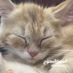  2 قطط شيرازيه جميله جدا