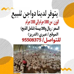  1 السلام عليكم ورحمة الله وبركاته اخواني واخواتي يتوفر لدينا دجاج طازج وحجم كبير