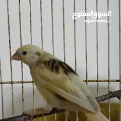  3 مخاليف كنار عمر 3 شهور للبيع