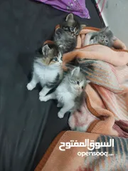  7 قطط كاليكو مكس شيرازي عمر شهرين