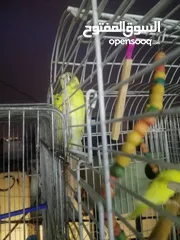  3 طيور حب (بادجي) للبيع.....