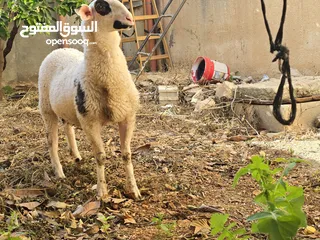  3 خروف نخب النخب