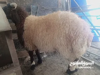  4 لحم ذكر الله صلوا على النبي خروف نخب نخب وزنه 50 كيلو قائم