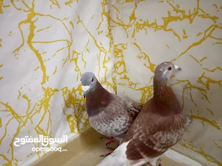  23 زاجل سباق أجواز منتجة وطبات جاهزة أبطال الابطالTob طيور نخبة تصليح وفوز من هواه أبطال المملكة للزاجل