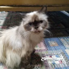  3 قطه هملايا لعوبه جدا ولطيفه جدا وهداء جدا جدا  الله يبارك ل صاحب النصيب القطه انثى من نوع هملايا