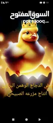  5 بيض لوهمن براون خط اول مخصب ومكفول