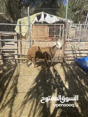  2 اعلان كبش سوداني فحل