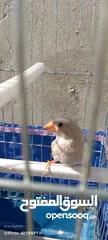  2 جوز طيور الجنه العمر شهرين