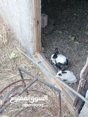  4 أرانب للبيع ذكور وإناثي شغالات وبداية شغل