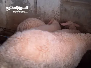  6 غنم عسافي للبيع اربعه وجبش كبير بصحه جيده