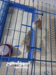  9 مطير كبير+حمام يمام  مع 8 معالف يصلح للعصافير واليمام وجميع طيور الزينه القفص بحاله ممتازه للبيع