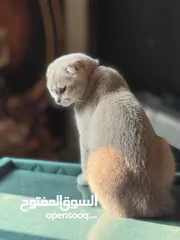  4 Scottish Fold cat female