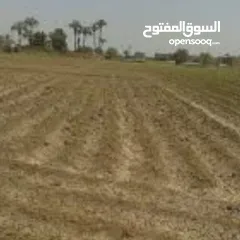  1 ابحث عن قطعة أرض في اسيوطة