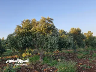  1 مزرعة زيتون بلدي للبيع ضمن حبراص