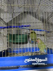  9 جواز روز وفشر