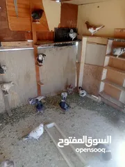  29 حمام للبيع او بدل على عصفير