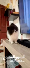  6 "Tiny Treasure: Meet Your Perfect Pomeranian Pal!"