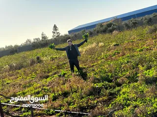  15 هكتارين لبيع في بوهادي خلف مصنع القطراني  