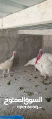 4 طقم حبش هولندي جانبو ذكر وفرختين شغلات أول خيرهن