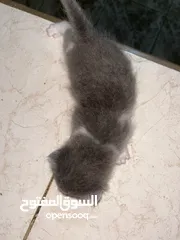 1 جميل العبادي
