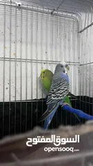  1 عصفور البادجي
