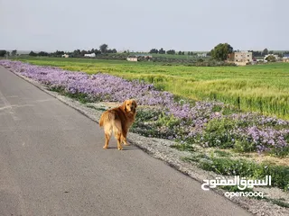  6 جوز Golden Retriever جولدن ريتريفر اصلي ذكر وأنثى لأعلى سعر