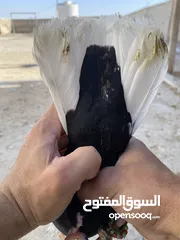  18 كوم حمام للبيع