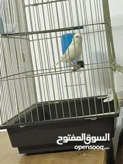  1 فحل ابيض للبيع