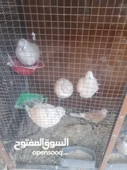  4 حمام ياكريم للبيع مع القفص اوبدون