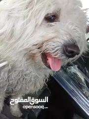  3 كلب للبيع في عمان