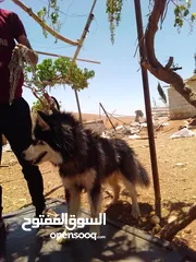  1 كلب هاسكي للبيع