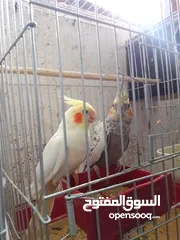  3 طيور كوكتيل لاتينو وازبيل تحتهم فراخ وجوز كوكتيل حبشي جاهزات عمرهم سنه ونصف بدون قفص