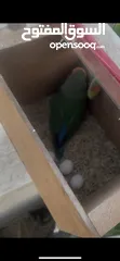  2 روز ذكر وانثى