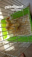  2 بطتين صغار للبيع