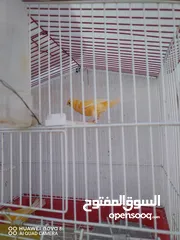  6 ذكرين كنار