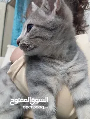  6 توبي كات (بندق) قط جميل جدا وأليف the best cat i have ever seen and i loke it