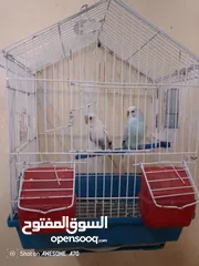  20 متاح جوزين  حب  كلهم اليفات كلهم جواز شغالة جواز نخب اول حبة كوكتيل للبيع اقرء الوصف