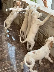  9 انجلش سيتر بسعر مغري