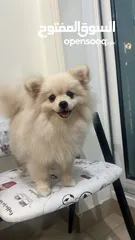  1 Cute Pomeranian Puppy Female