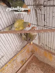  12 طور روز  ألوان بتجنن الله يبارك لصاحب النصيب. روز البينو عين حمرا. البينو بيور من انناحي