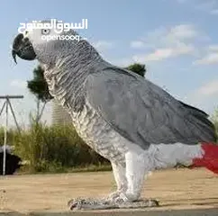  1 خدمة برد وقص أظافر الببغاء وتعطيره:  "اعتني بببغائك": خدمة متكاملة للعناية بمن