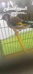  9 حسون ماشاءالله