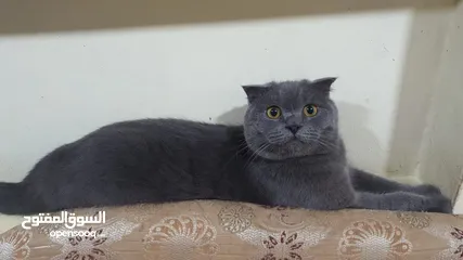  3 Male Scottish fold Pure ذكر سكوتش فولد بيور