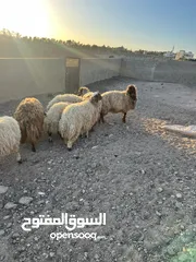  6 7 قراقير اوزان من 55 ل 65