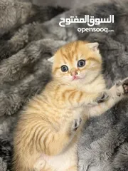  1 ذكرين سكوتش و بريتش جولد عمر 55 يوم