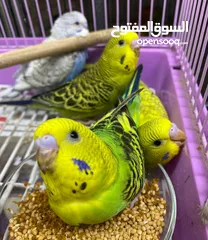  1 For Sale 4 Pieces Of Holland Budgies