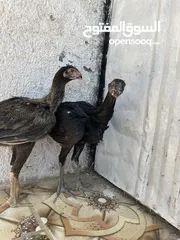  1 ‏متاح فرختين بناديق أذناب مستواهن الصلاة على النبي للبيع او للبدل علا طيورالموقع عجلون قرية سفينه