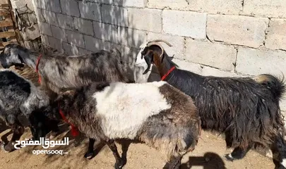  2 عقائق ذبائح نذر بلدي نظيف الموقع سحاب السعر ع 145 نهائي يوجد خدمه ذبح